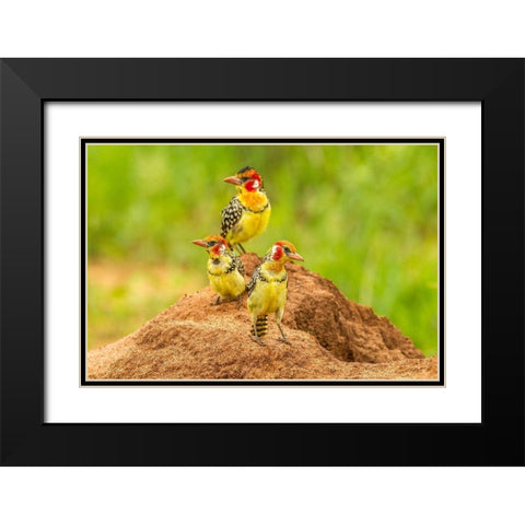 Africa-Tanzania-Tarangire National Park Red-and-yellow barbets on dirt mound  Black Modern Wood Framed Art Print with Double Matting by Jaynes Gallery