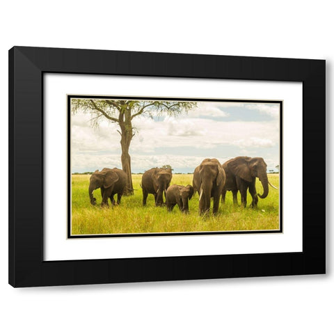 Africa-Tanzania-Tarangire National Park African elephant adults and young  Black Modern Wood Framed Art Print with Double Matting by Jaynes Gallery