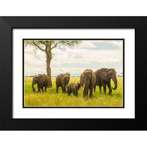 Africa-Tanzania-Tarangire National Park African elephant adults and young  Black Modern Wood Framed Art Print with Double Matting by Jaynes Gallery