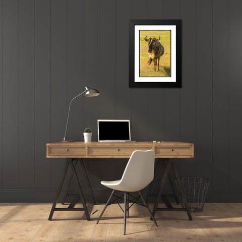 Africa-Tanzania-Ngorongoro Crater White bearded wildebeest close-up  Black Modern Wood Framed Art Print with Double Matting by Jaynes Gallery