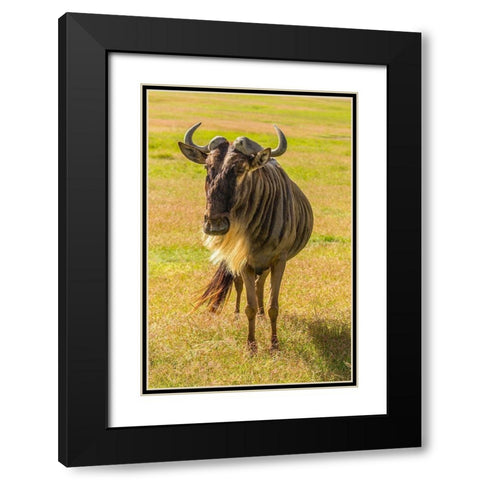 Africa-Tanzania-Ngorongoro Crater White bearded wildebeest close-up  Black Modern Wood Framed Art Print with Double Matting by Jaynes Gallery