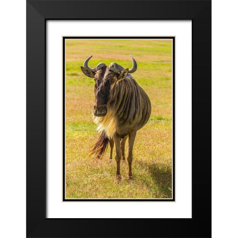 Africa-Tanzania-Ngorongoro Crater White bearded wildebeest close-up  Black Modern Wood Framed Art Print with Double Matting by Jaynes Gallery