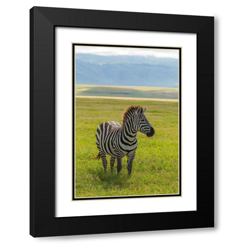 Africa-Tanzania-Ngorongoro Crater Plains zebra in field  Black Modern Wood Framed Art Print with Double Matting by Jaynes Gallery
