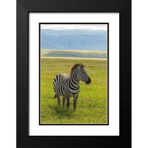 Africa-Tanzania-Ngorongoro Crater Plains zebra in field  Black Modern Wood Framed Art Print with Double Matting by Jaynes Gallery