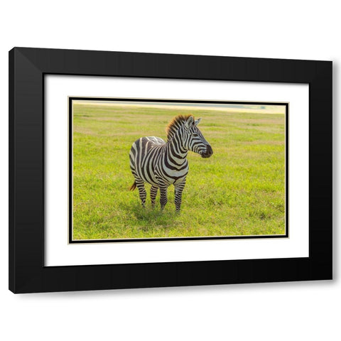 Africa-Tanzania-Ngorongoro Crater Plains zebra in field  Black Modern Wood Framed Art Print with Double Matting by Jaynes Gallery