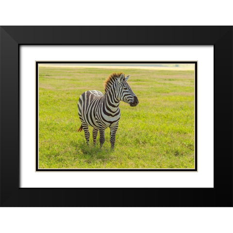 Africa-Tanzania-Ngorongoro Crater Plains zebra in field  Black Modern Wood Framed Art Print with Double Matting by Jaynes Gallery