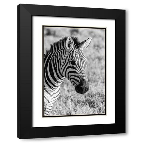 Africa-Tanzania-Ngorongoro Crater BandW of plains zebra head  Black Modern Wood Framed Art Print with Double Matting by Jaynes Gallery