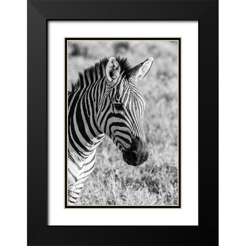 Africa-Tanzania-Ngorongoro Crater BandW of plains zebra head  Black Modern Wood Framed Art Print with Double Matting by Jaynes Gallery