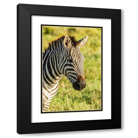 Africa-Tanzania-Ngorongoro Crater Plains zebra head  Black Modern Wood Framed Art Print with Double Matting by Jaynes Gallery