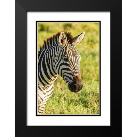 Africa-Tanzania-Ngorongoro Crater Plains zebra head  Black Modern Wood Framed Art Print with Double Matting by Jaynes Gallery