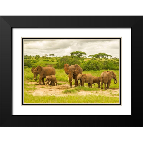 Africa-Tanzania-Tarangire National Park African elephant adults and young  Black Modern Wood Framed Art Print with Double Matting by Jaynes Gallery