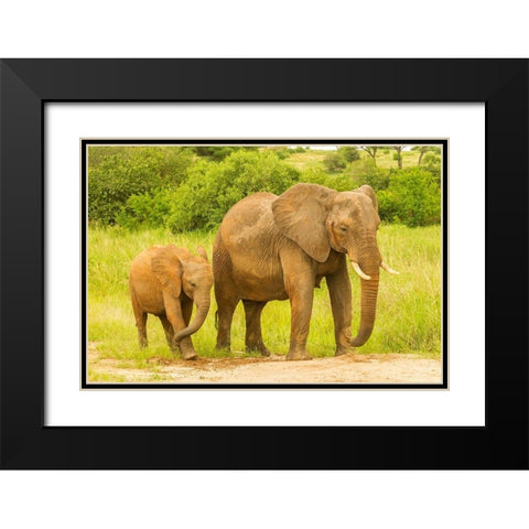 Africa-Tanzania-Tarangire National Park African elephant adult and baby  Black Modern Wood Framed Art Print with Double Matting by Jaynes Gallery