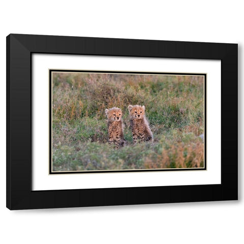 Africa-Tanzania-Serengeti National Park Baby cheetahs close-up  Black Modern Wood Framed Art Print with Double Matting by Jaynes Gallery