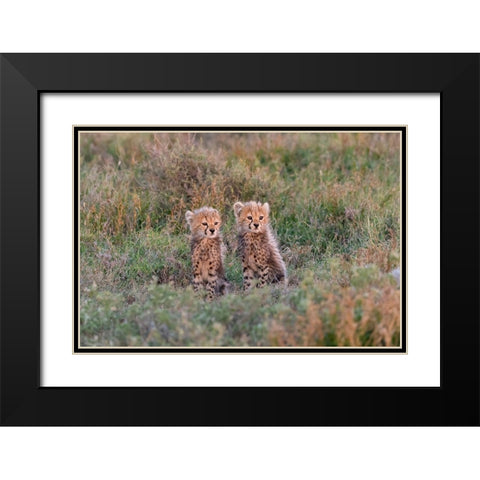 Africa-Tanzania-Serengeti National Park Baby cheetahs close-up  Black Modern Wood Framed Art Print with Double Matting by Jaynes Gallery