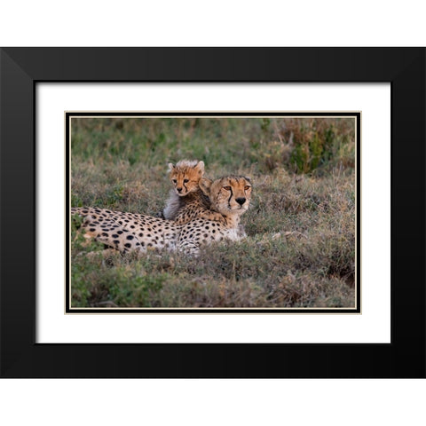 Africa-Tanzania-Serengeti National Park Mother cheetah and baby  Black Modern Wood Framed Art Print with Double Matting by Jaynes Gallery