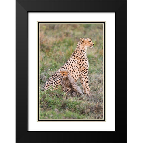 Africa-Tanzania-Serengeti National Park Mother cheetah and baby  Black Modern Wood Framed Art Print with Double Matting by Jaynes Gallery