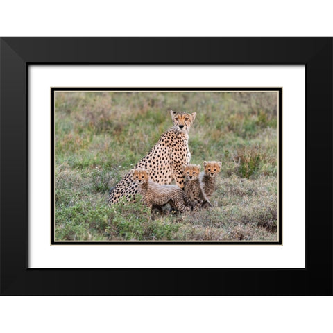 Africa-Tanzania-Serengeti National Park Mother cheetah and young  Black Modern Wood Framed Art Print with Double Matting by Jaynes Gallery
