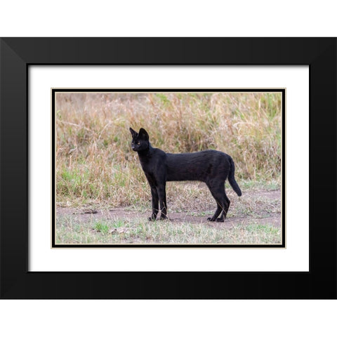 Africa-Tanzania-Serengeti National Park Black serval cat in grass  Black Modern Wood Framed Art Print with Double Matting by Jaynes Gallery