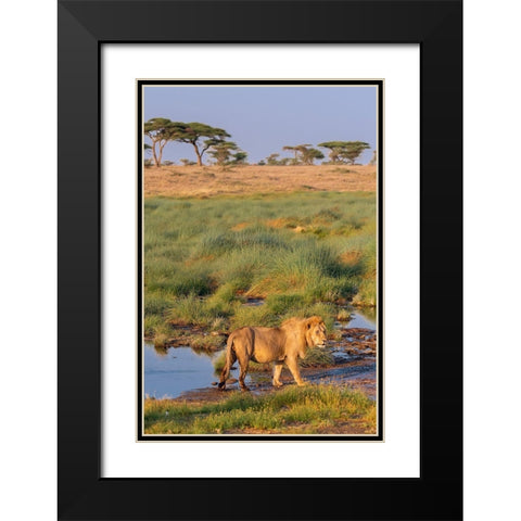 Africa-Tanzania-Serengeti National Park Male lion and water  Black Modern Wood Framed Art Print with Double Matting by Jaynes Gallery