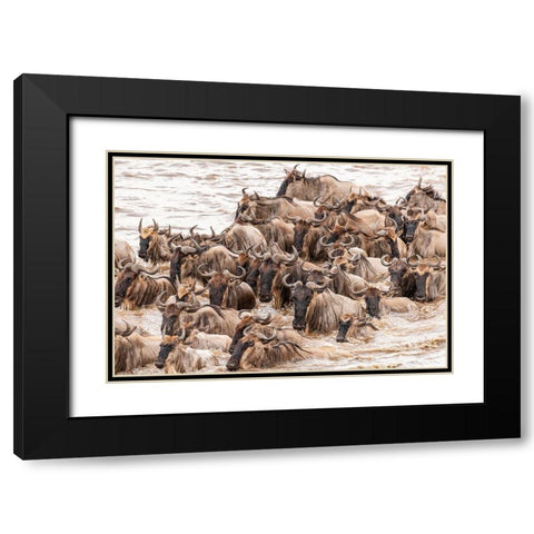 Africa-Tanzania-Serengeti National Park Wildebeests crossing Mara River  Black Modern Wood Framed Art Print with Double Matting by Jaynes Gallery