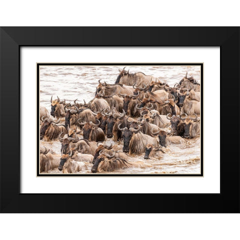 Africa-Tanzania-Serengeti National Park Wildebeests crossing Mara River  Black Modern Wood Framed Art Print with Double Matting by Jaynes Gallery