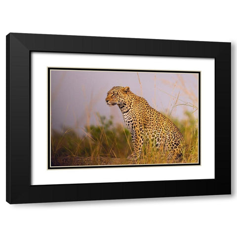 Africa-Tanzania-Serengeti National Park Close-up of leopard resting  Black Modern Wood Framed Art Print with Double Matting by Jaynes Gallery