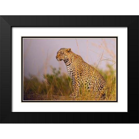 Africa-Tanzania-Serengeti National Park Close-up of leopard resting  Black Modern Wood Framed Art Print with Double Matting by Jaynes Gallery