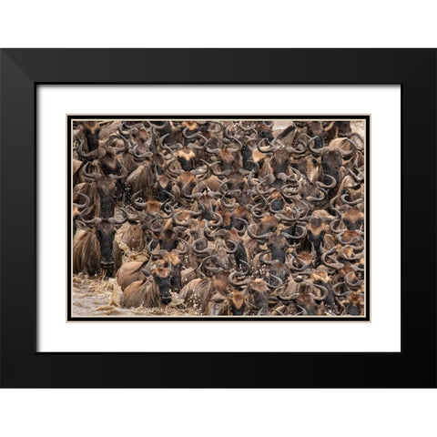 Africa-Tanzania-Serengeti National Park Wildebeests crossing Mara River  Black Modern Wood Framed Art Print with Double Matting by Jaynes Gallery