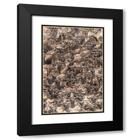 Africa-Tanzania-Serengeti National Park Wildebeests crossing Mara River  Black Modern Wood Framed Art Print with Double Matting by Jaynes Gallery