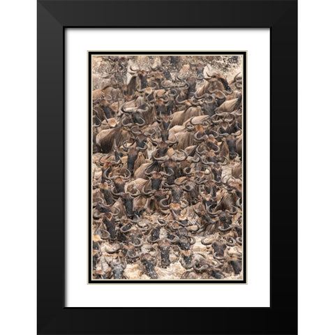 Africa-Tanzania-Serengeti National Park Wildebeests crossing Mara River  Black Modern Wood Framed Art Print with Double Matting by Jaynes Gallery