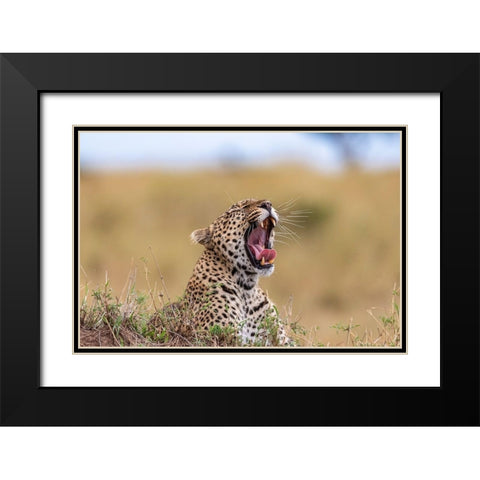 Africa-Tanzania-Serengeti National Park Yawning leopard  Black Modern Wood Framed Art Print with Double Matting by Jaynes Gallery