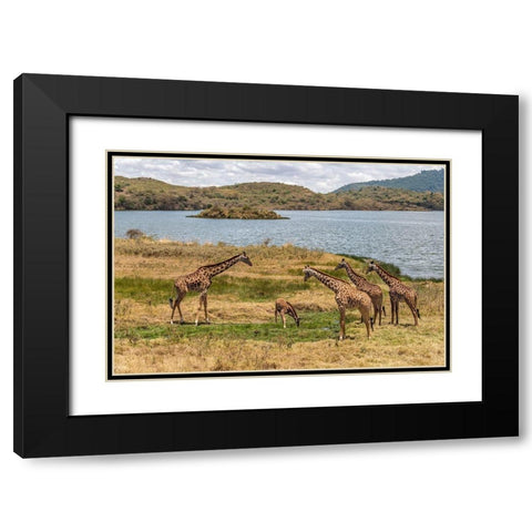 Africa-Tanzania-Serengeti National Park Giraffes on plain  Black Modern Wood Framed Art Print with Double Matting by Jaynes Gallery