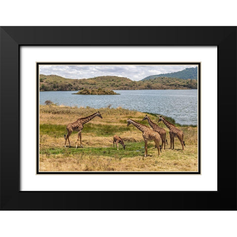 Africa-Tanzania-Serengeti National Park Giraffes on plain  Black Modern Wood Framed Art Print with Double Matting by Jaynes Gallery
