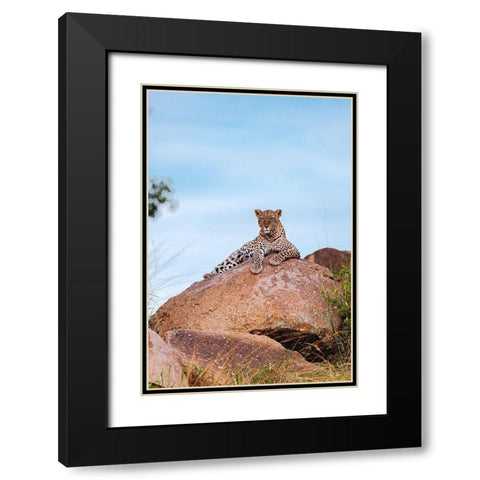 Africa-Tanzania-Serengeti National Park Leopard resting on boulder  Black Modern Wood Framed Art Print with Double Matting by Jaynes Gallery