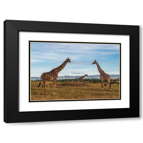 Africa-Tanzania-Serengeti National Park Giraffes on plain  Black Modern Wood Framed Art Print with Double Matting by Jaynes Gallery