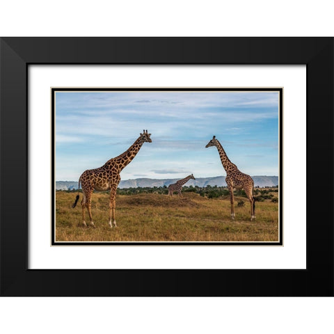 Africa-Tanzania-Serengeti National Park Giraffes on plain  Black Modern Wood Framed Art Print with Double Matting by Jaynes Gallery