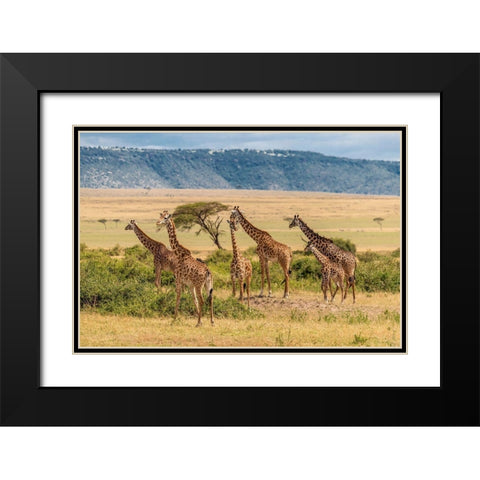 Africa-Tanzania-Serengeti National Park Giraffes on plain  Black Modern Wood Framed Art Print with Double Matting by Jaynes Gallery