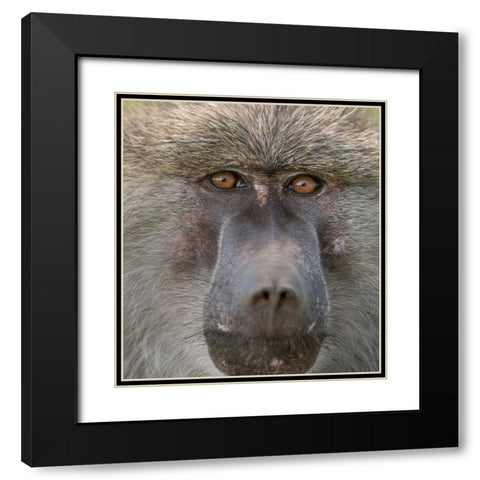 Africa-Tanzania Closeup of male baboon Black Modern Wood Framed Art Print with Double Matting by Sederquist, Betty