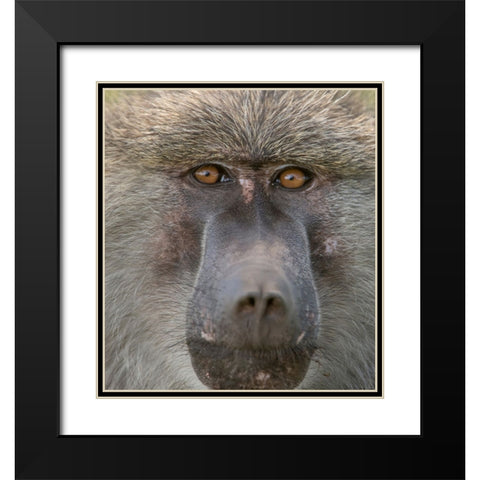 Africa-Tanzania Closeup of male baboon Black Modern Wood Framed Art Print with Double Matting by Sederquist, Betty
