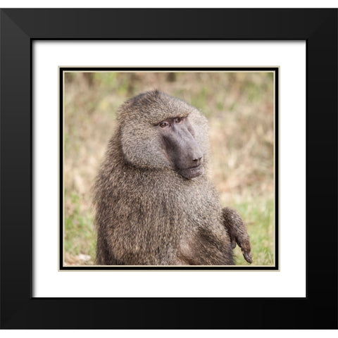 Africa-Tanzania A baboon face shows wisdom and personality on the African savannah Black Modern Wood Framed Art Print with Double Matting by Sederquist, Betty