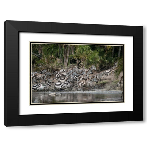 Africa-Tanzania Perhaps spooked by crocodiles-zebras stampede in the Serengeti Black Modern Wood Framed Art Print with Double Matting by Sederquist, Betty