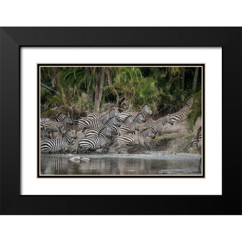 Africa-Tanzania Perhaps spooked by crocodiles-zebras stampede in the Serengeti Black Modern Wood Framed Art Print with Double Matting by Sederquist, Betty