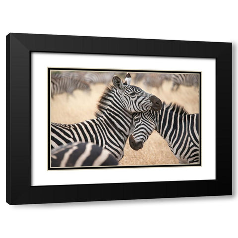 Africa-Tanzania Loving zebras nuzzle in the Serengeti Black Modern Wood Framed Art Print with Double Matting by Sederquist, Betty