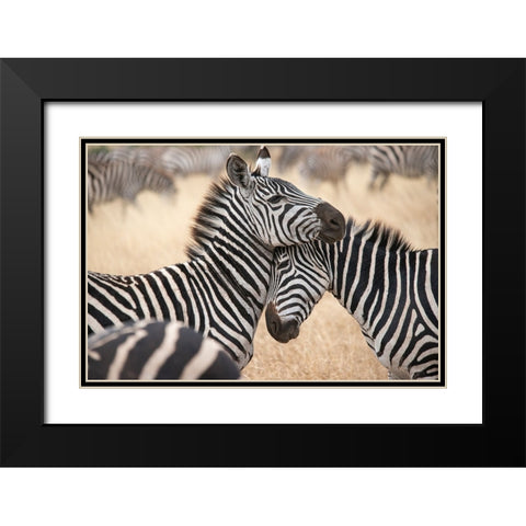 Africa-Tanzania Loving zebras nuzzle in the Serengeti Black Modern Wood Framed Art Print with Double Matting by Sederquist, Betty