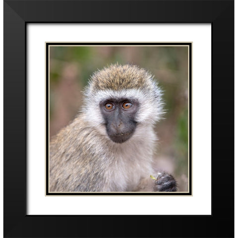 Africa Tanzania Vervet baby in the Serengeti Black Modern Wood Framed Art Print with Double Matting by Sederquist, Betty