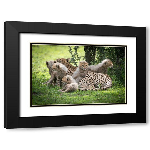 Africa-Tanzania cute cheetah cubs snuggle close to their mother in the Ndutu area of the Serengeti Black Modern Wood Framed Art Print with Double Matting by Sederquist, Betty