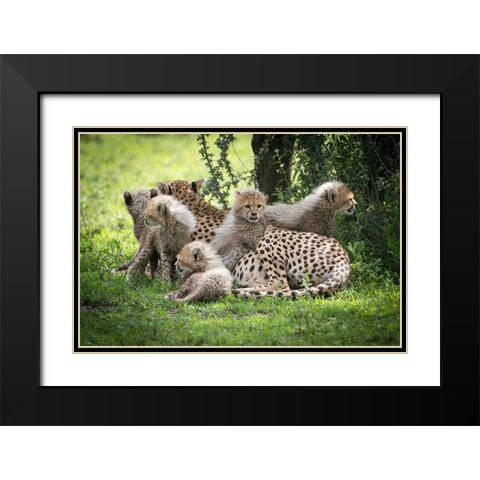 Africa-Tanzania cute cheetah cubs snuggle close to their mother in the Ndutu area of the Serengeti Black Modern Wood Framed Art Print with Double Matting by Sederquist, Betty