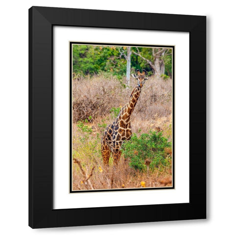 A Maasai giraffe looks on as a safari drives by Black Modern Wood Framed Art Print with Double Matting by Richardson, Larry