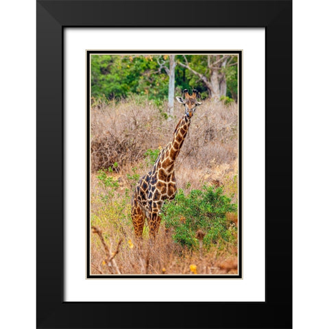 A Maasai giraffe looks on as a safari drives by Black Modern Wood Framed Art Print with Double Matting by Richardson, Larry