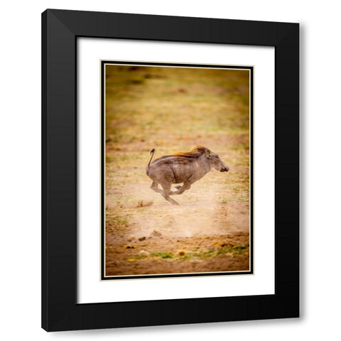 A young warthog kicks up dust as it runs Black Modern Wood Framed Art Print with Double Matting by Richardson, Larry